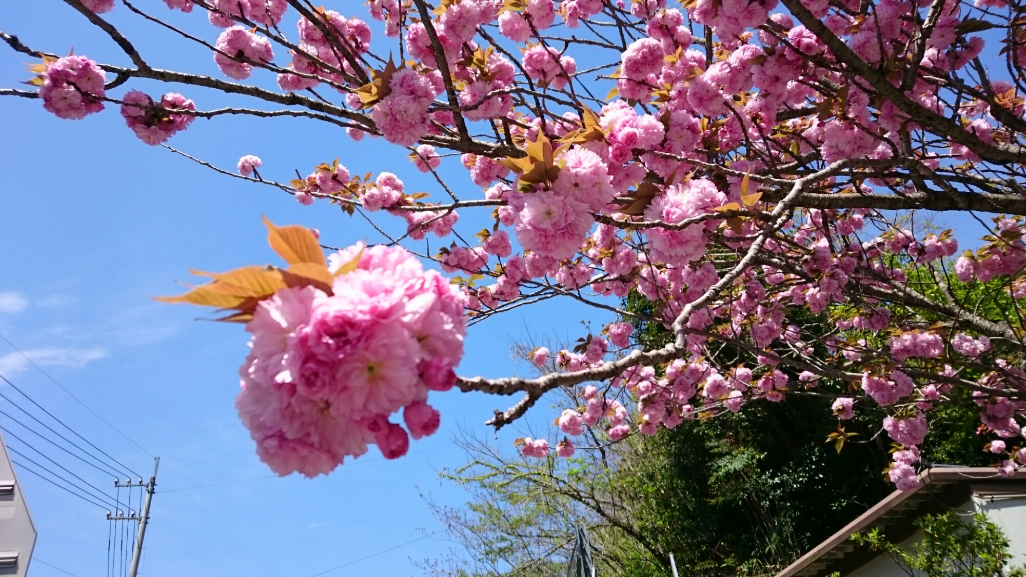 wp-1460844805749 image